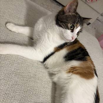 Zizi -  American Curl and Domestic Medium Hair Cat for Adoption in Rochester, Minnesota - Zizi | PetCurious