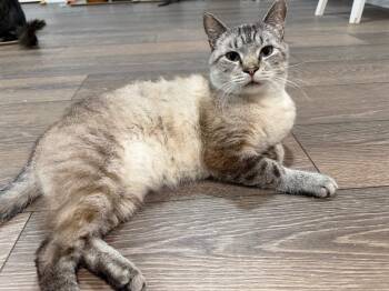 Siamese Cats Available for Adoption in Powell, Ohio - Tuna | PetCurious