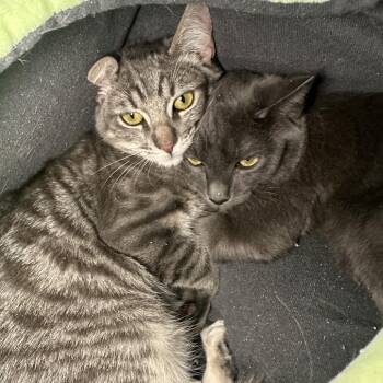 Sandia -  Domestic Short Hair Cat for Adoption in Los Angeles, California - Sandia | PetCurious