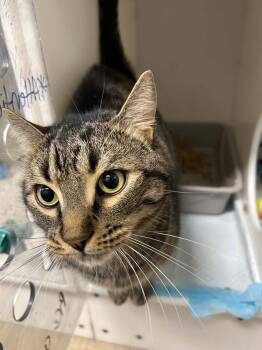 Jerbear -  Domestic Short Hair Cat for Adoption in Delson, Quebec - Jerbear | PetCurious