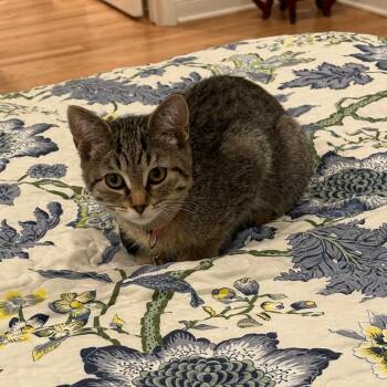 Rescue Domestic Short Hair Cats for Adoption in Evanston, Illinois - Flossie And Maud | PetCurious