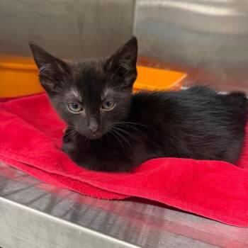 Cheese Wheel -  Domestic Short Hair Cat for Adoption in Morganton, North Carolina - Cheese Wheel | PetCurious