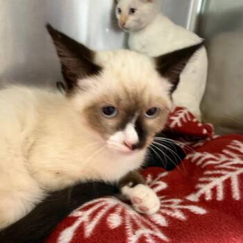 Lumi -  Siamese and Snowshoe Cat for Adoption in Newport, Tennessee - Lumi | PetCurious
