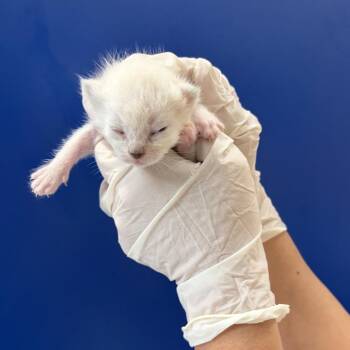 Glitter -  Domestic Short Hair Cat for Adoption in Lakewood, California - Glitter | PetCurious