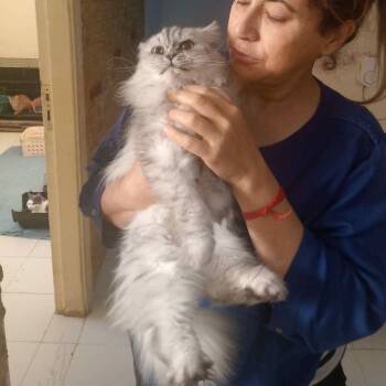 Himalayan Cats Available for Adoption in Brampton, Ontario - Cherry | PetCurious