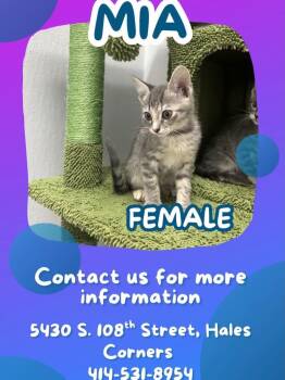 Domestic Short Hair Cats Available for Adoption in Muskego, Wisconsin - Mia- Sweet And Affectionate Kitten | PetCurious