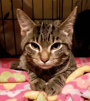 Artemis -  Domestic Short Hair Cat for Adoption in Windsor, Connecticut - Artemis | PetCurious