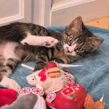 Bite Size -  Domestic Short Hair Cat for Adoption in Carencro, Louisiana - Bite Size | PetCurious