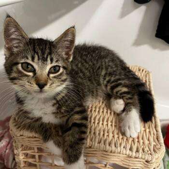 Andrea -  Domestic Short Hair Cat for Adoption in Chaska, Minnesota - Andrea | PetCurious