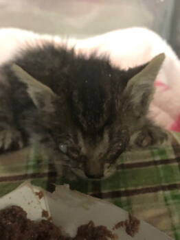 Rescue Domestic Short Hair Cats for Adoption in Woodland, California - *DIXIE | PetCurious