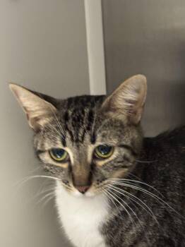 Cello -  Domestic Short Hair Cat for Adoption in Hilton Head Island, South Carolina - Cello | PetCurious