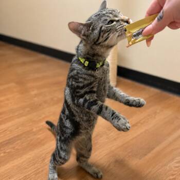 Khonsu -  Domestic Short Hair Cat for Adoption in Hopewell, Virginia - Khonsu | PetCurious