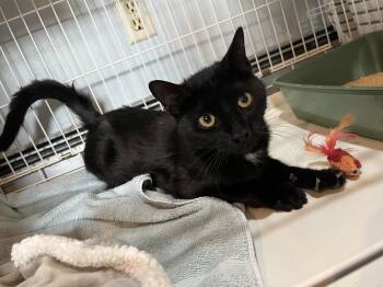 Domestic Short Hair Cats Available for Adoption in Salisbury, Massachusetts - Klum | PetCurious
