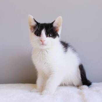 Porqupine -  Domestic Short Hair Cat Available for Adoption in Wayne, New Jersey - Porqupine | PetCurious