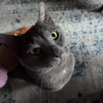 Osvaldo -  Domestic Short Hair Cat for Adoption in Chaska, Minnesota - Osvaldo | PetCurious