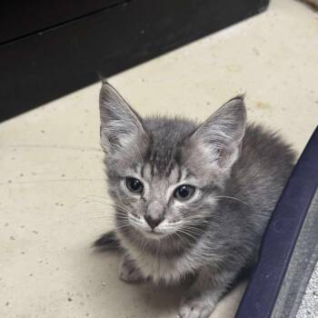 Rescue Domestic Short Hair Cats for Adoption in Madison, Wisconsin - Billie | PetCurious