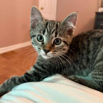 Supi -  Manx and Domestic Short Hair Cat Available for Adoption in Candler, North Carolina - Supi | PetCurious