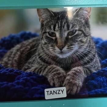 Tanzy -  Domestic Short Hair Cat for Adoption in Petersburg, Indiana - Tanzy | PetCurious