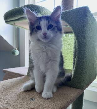 Julian -  Domestic Long Hair Cat for Adoption in Cuyahoga Falls, Ohio - Julian | PetCurious