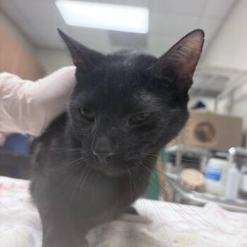 Domestic Short Hair Cats Available for Adoption in Reno, Nevada - Shadow | PetCurious