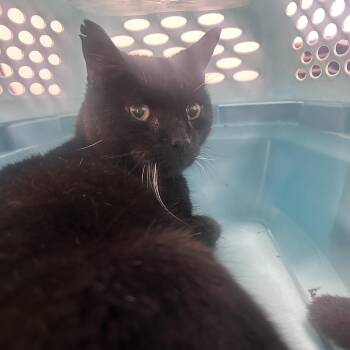 Norwin -  Domestic Short Hair Cat for Adoption in Philadelphia, Pennsylvania - Norwin | PetCurious