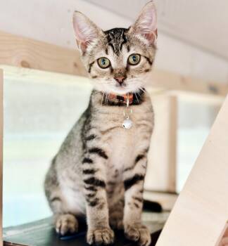 Rescue Tabby Cats for Adoption in Philadelphia, Pennsylvania - Sally | PetCurious