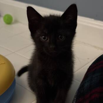 Samantha Baker -  Domestic Short Hair Cat for Adoption in Bel Air, Maryland - Samantha Baker | PetCurious