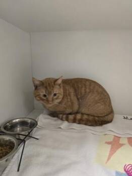 Domestic Short Hair Cats Available for Adoption - Yowler | PetCurious