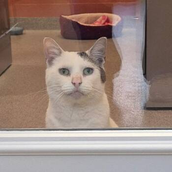 Domestic Short Hair Cats Available for Adoption in Sarasota, Florida - Rowdy | PetCurious