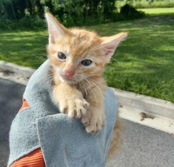 Vinny -  Domestic Short Hair Cat for Adoption in Lafayette, Louisiana - Vinny | PetCurious