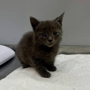Raspberry -  Domestic Short Hair Cat for Adoption in Fairmont, West Virginia - Raspberry | PetCurious
