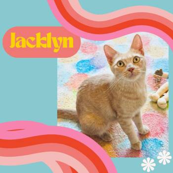Rescue Domestic Short Hair Cats for Adoption in Port Chester, New York - Jacklyn | PetCurious