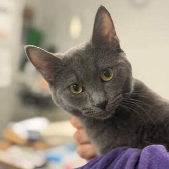 Domestic Short Hair Cats Available for Adoption in Canton, Illinois - Laney | PetCurious