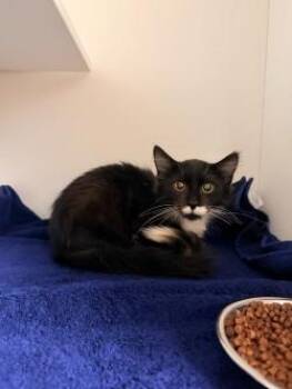 Willow -  Domestic Medium Hair and Domestic Short Hair Cat for Adoption in Savannah, Georgia - Willow | PetCurious