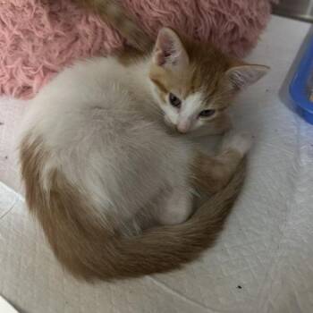 Domestic Short Hair Cats Available for Adoption in Clearwater, Florida - Peaches | PetCurious