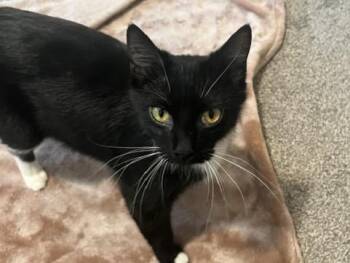 Domestic Medium Hair Cats Available for Adoption in Ames, Iowa - COLETTE | PetCurious