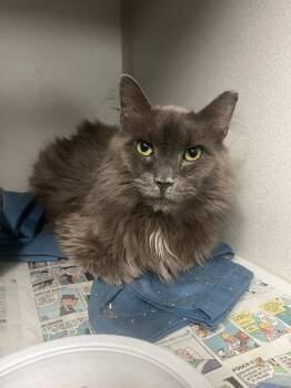 Chunky Monkey -  Domestic Medium Hair Cat for Adoption in Pottsville, Pennsylvania - Chunky Monkey | PetCurious