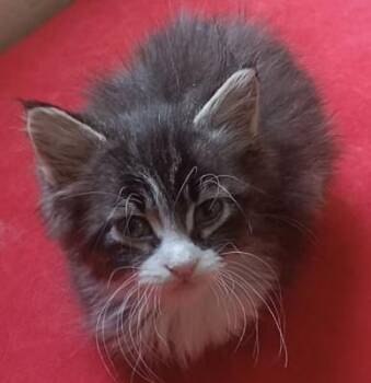 Maine Coon and Calico Cats Available for Adoption in Brampton, Ontario - Cloudy | PetCurious