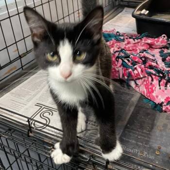 Danny -  Domestic Short Hair Cat for Adoption in Spencer, Indiana - Danny | PetCurious