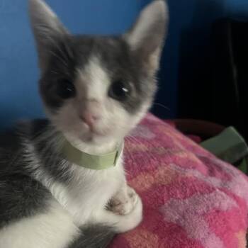 Rescue Domestic Short Hair Cats for Adoption in Madison, Wisconsin - Pringle | PetCurious