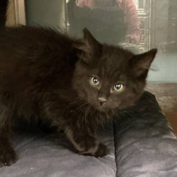 Domestic Medium Hair Cats Available for Adoption in Thomson, Georgia - Athena | PetCurious