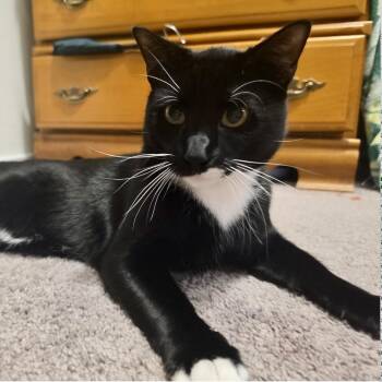 Max -  Domestic Short Hair Cat for Adoption in Liverpool, Texas - Max | PetCurious