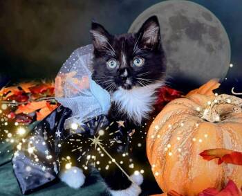 Rescue Domestic Short Hair Cats for Adoption in Chicago, Illinois - Currer | PetCurious