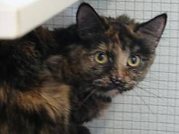 Rowan -  Tortoiseshell and Domestic Medium Hair Cat for Adoption in Butte, Montana - Rowan | PetCurious