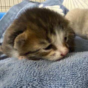 Pita -  Domestic Short Hair Cat for Adoption in Columbiana, Alabama - Pita | PetCurious