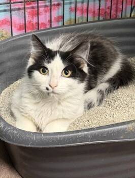 7136 (Andy) -  Domestic Long Hair Cat for Adoption in Lake City, Michigan - 7136 (Andy) | PetCurious