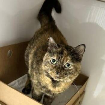 Domestic Short Hair Cats Available for Adoption - Sadie | PetCurious