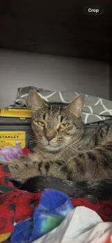 Buddy -  Tabby Cat for Adoption in Naples, Florida - Buddy | PetCurious