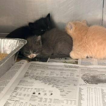 Pocus -  Domestic Short Hair Cat for Adoption in Hawthorne, California - Pocus | PetCurious