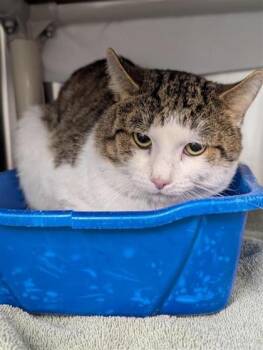 Islande -  Domestic Short Hair Cat for Adoption in Montreal, Quebec - Islande | PetCurious